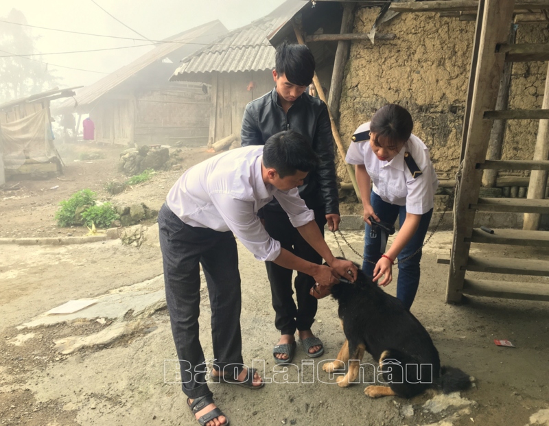 Cán bộ thú y huyện Sìn Hồ tiêm vắc - xin phòng dại cho chó tại thị trấn Sìn Hồ.